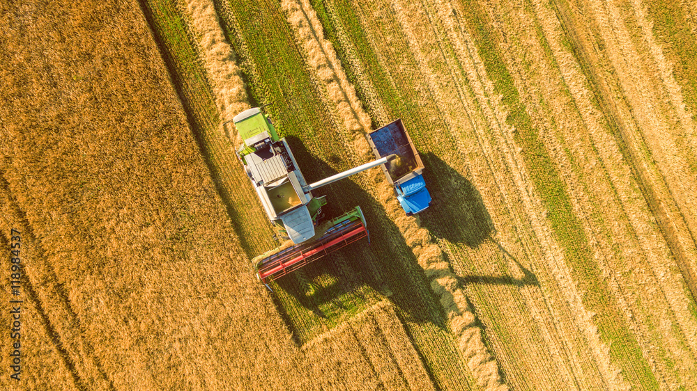 Harvester machine working in field . Combine harvester agriculture machine harvesting golden ripe wheat field. Agriculture. Aerial view. From above.